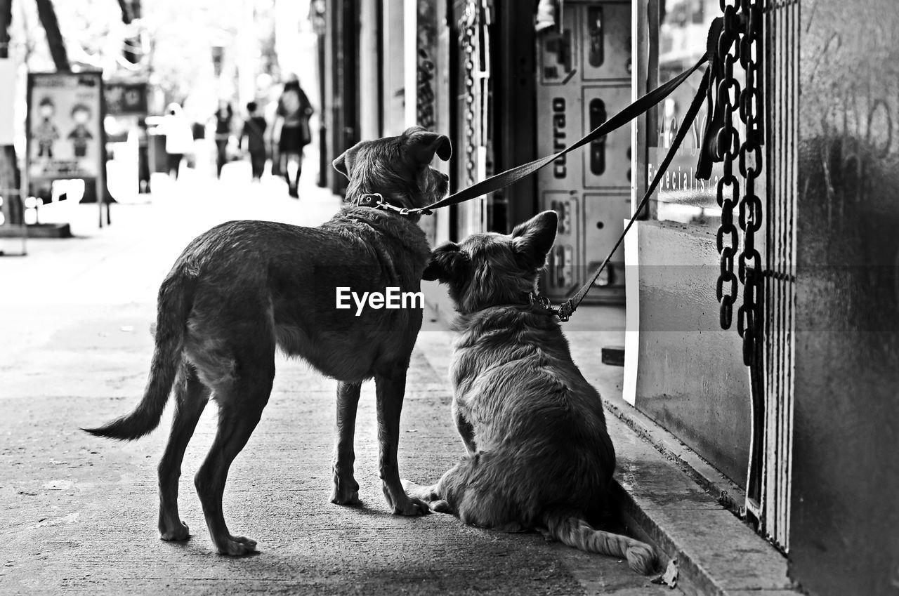 DOG SITTING ON STREET