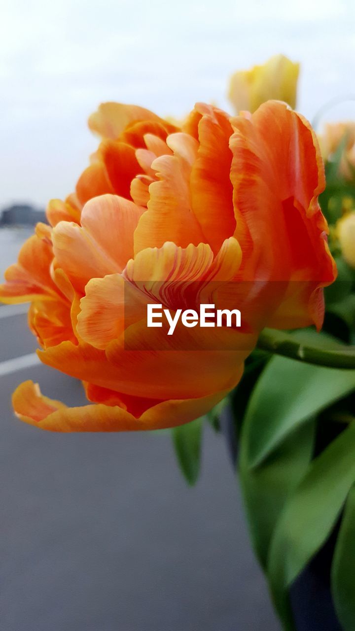 CLOSE-UP OF ROSE BLOOMING OUTDOORS