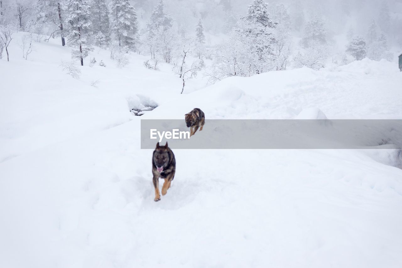 Two dogs running on snow covered land with forest