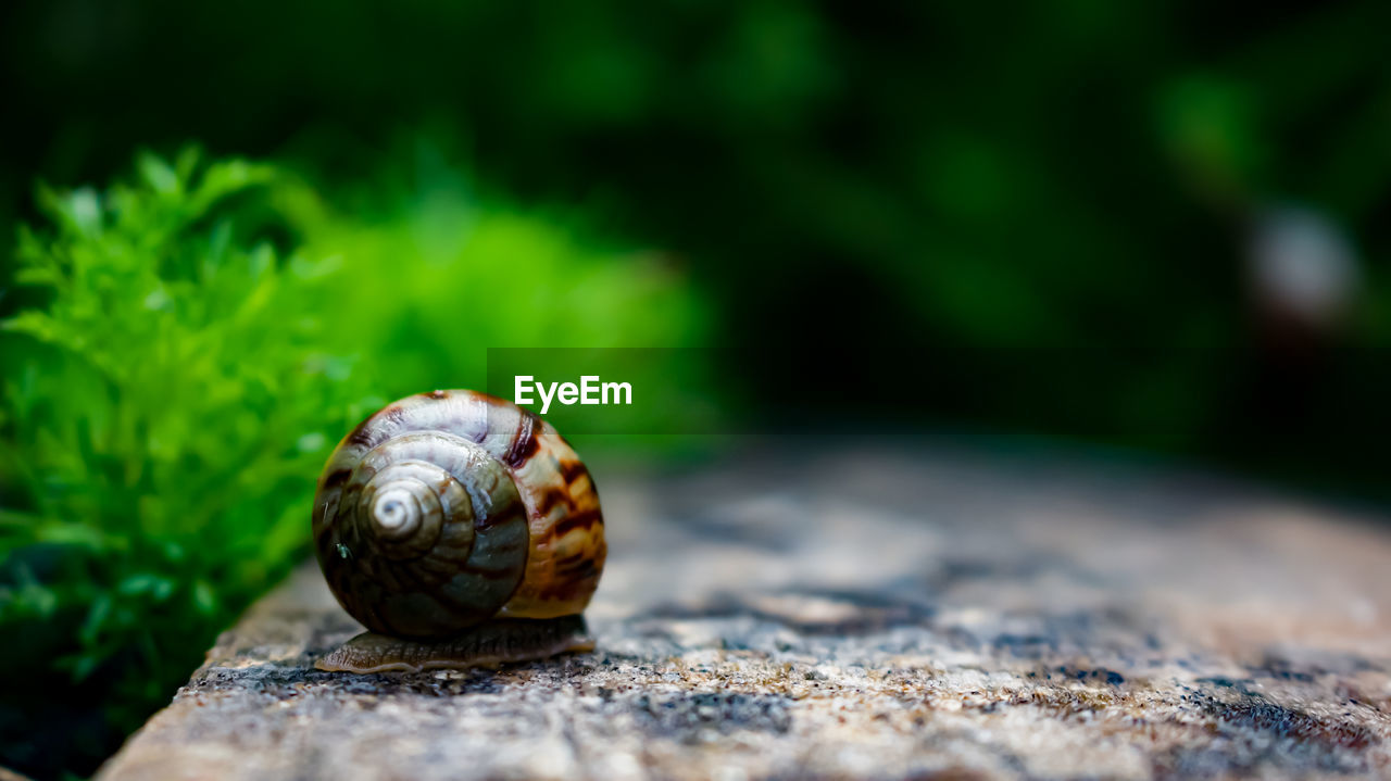 Close-up of snail