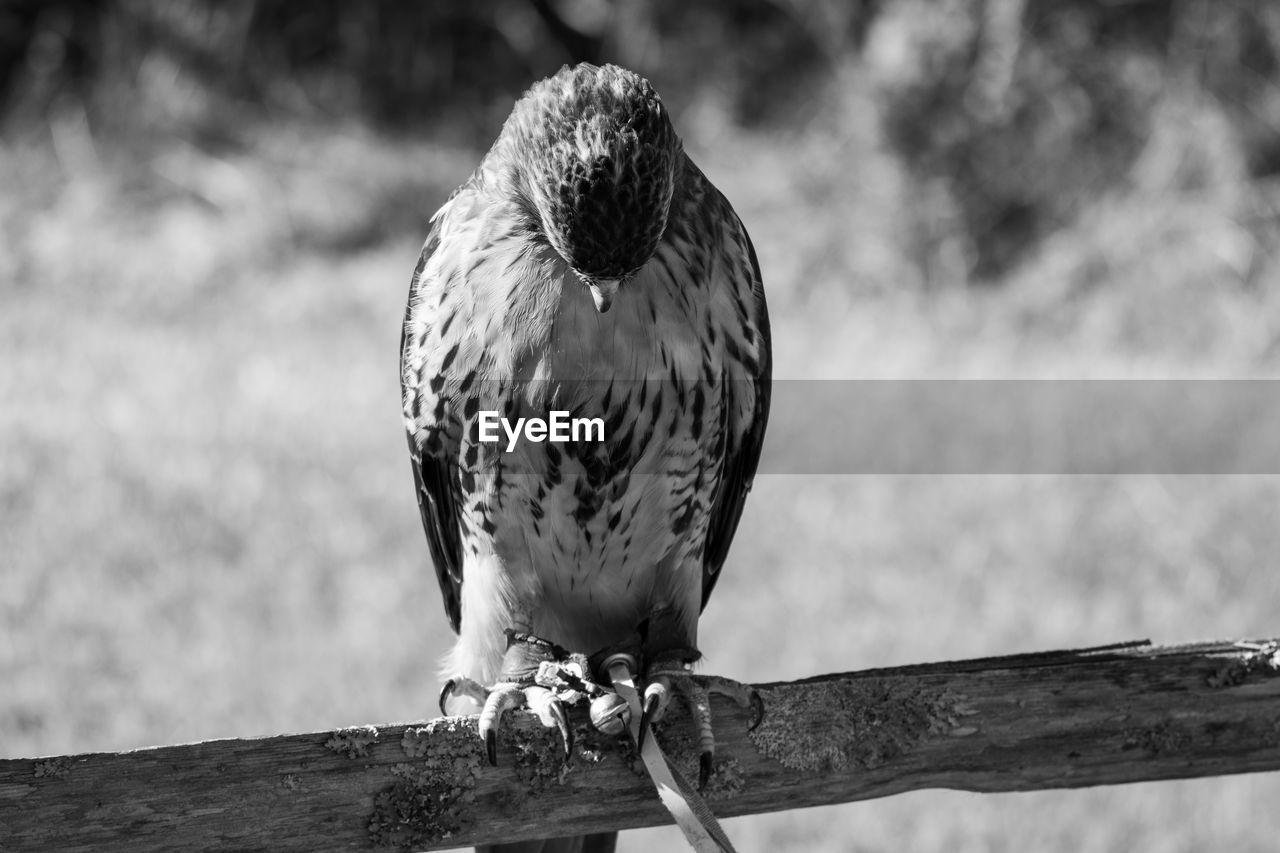 CLOSE-UP OF OWL PERCHING ON WOODEN POST
