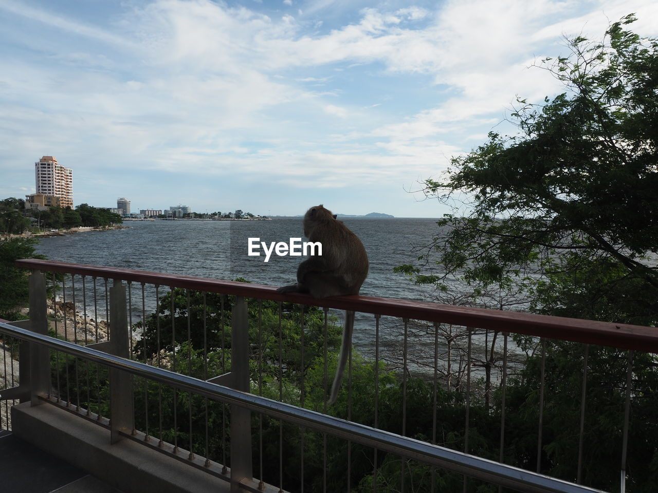 VIEW OF AN SITTING ON RAILING AGAINST TREES