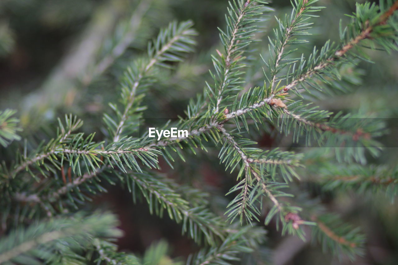 Close-up of pine tree