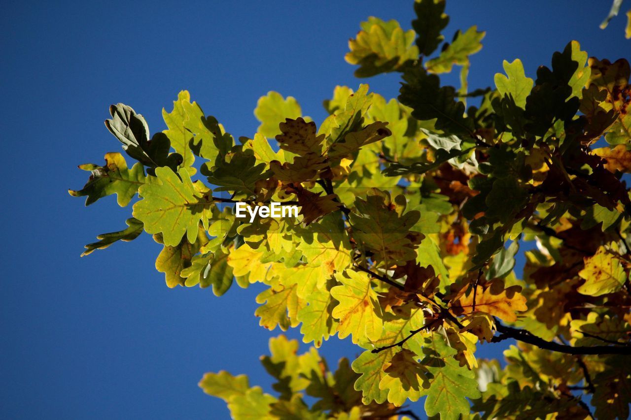 Low angle view of tree against clear blue sky