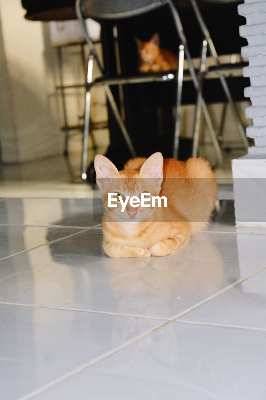 Portrait of cat sitting on tiled floor