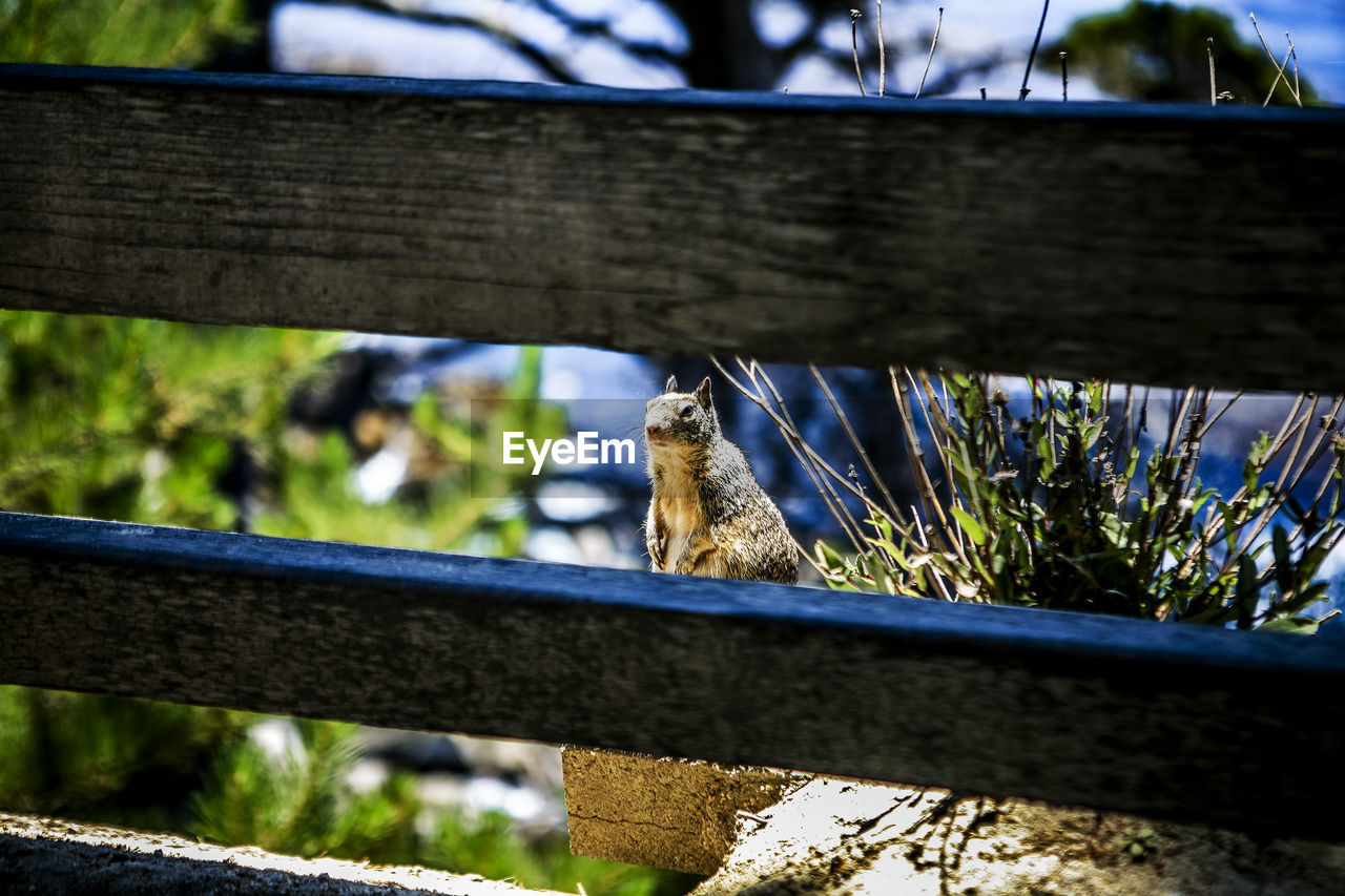 Chipmunk seen through railing