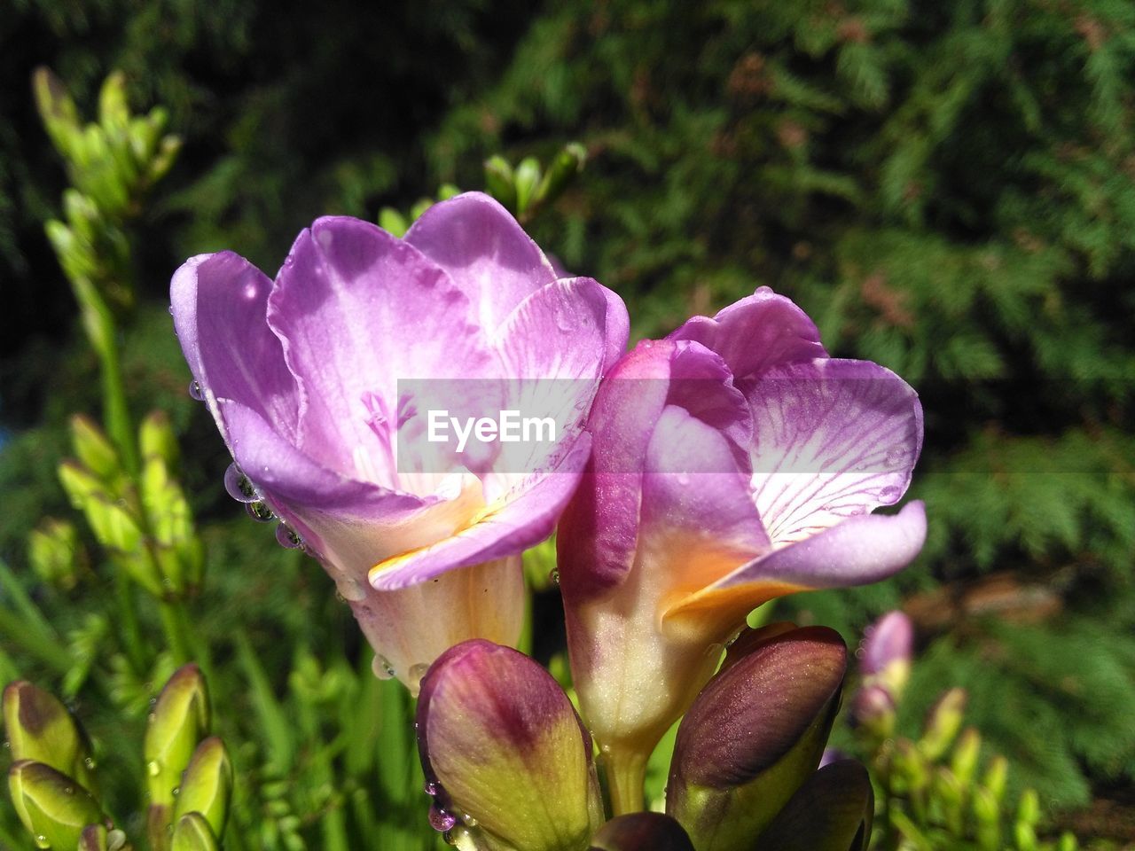 CLOSE-UP OF FRESH PURPLE CROCUS FLOWERS IN BLOOM