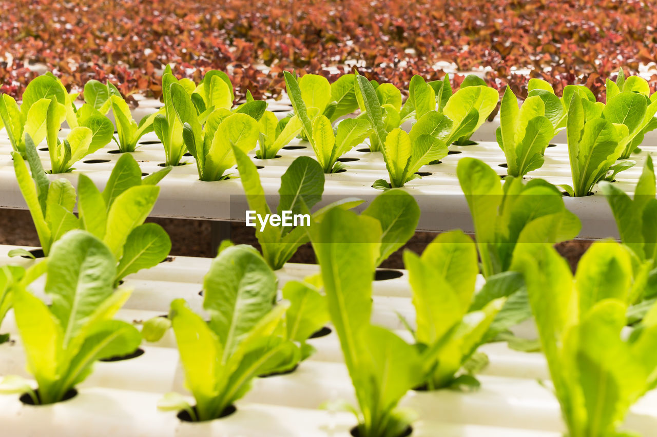 Hydroponic green and red oak lettuce growing in organic farm.