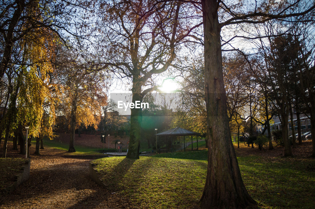 Trees in park during autumn