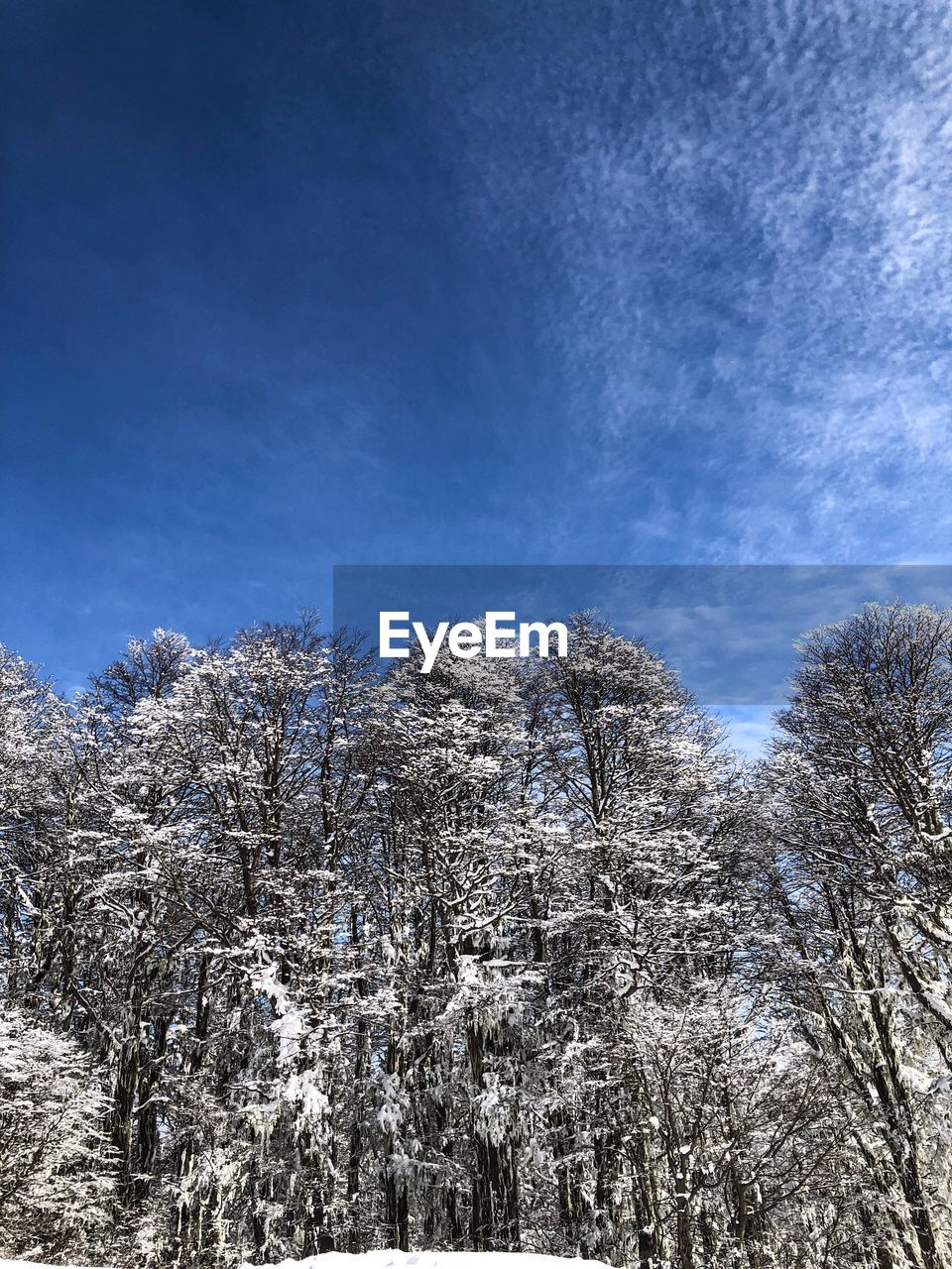 LOW ANGLE VIEW OF TREES AGAINST BLUE SKY DURING WINTER