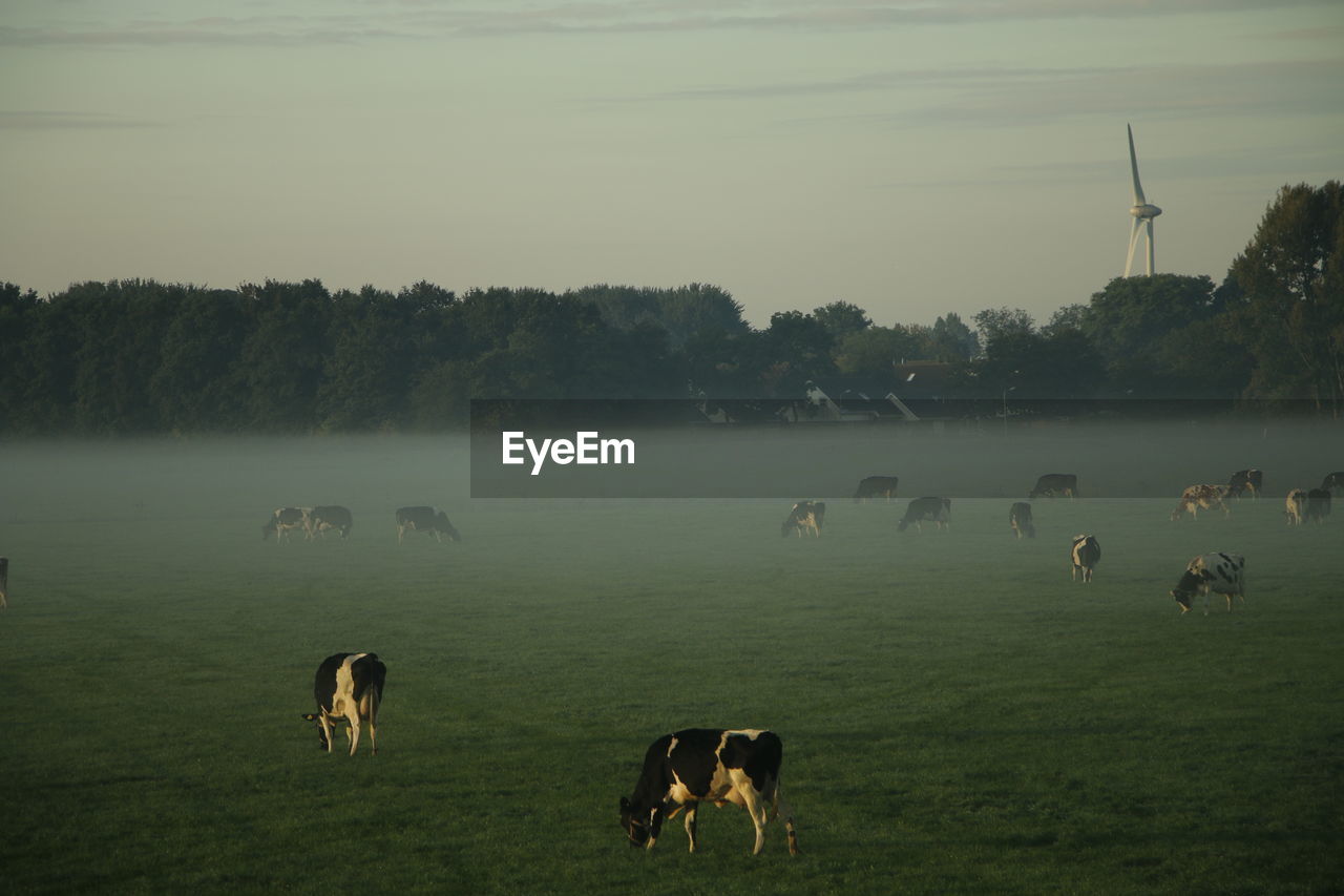 Cows grazing on the field in the morning fog trees at background and a grey sky