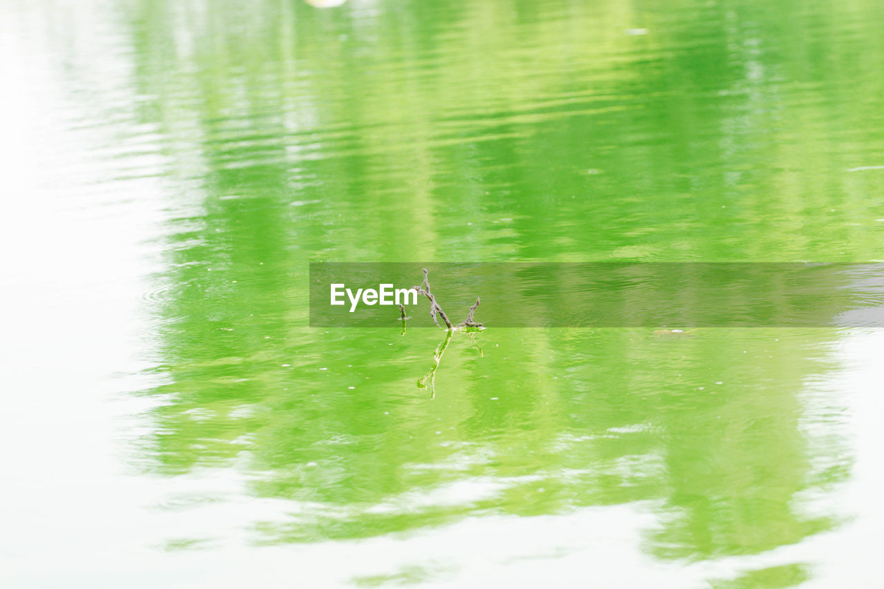 BIRDS SWIMMING IN LAKE