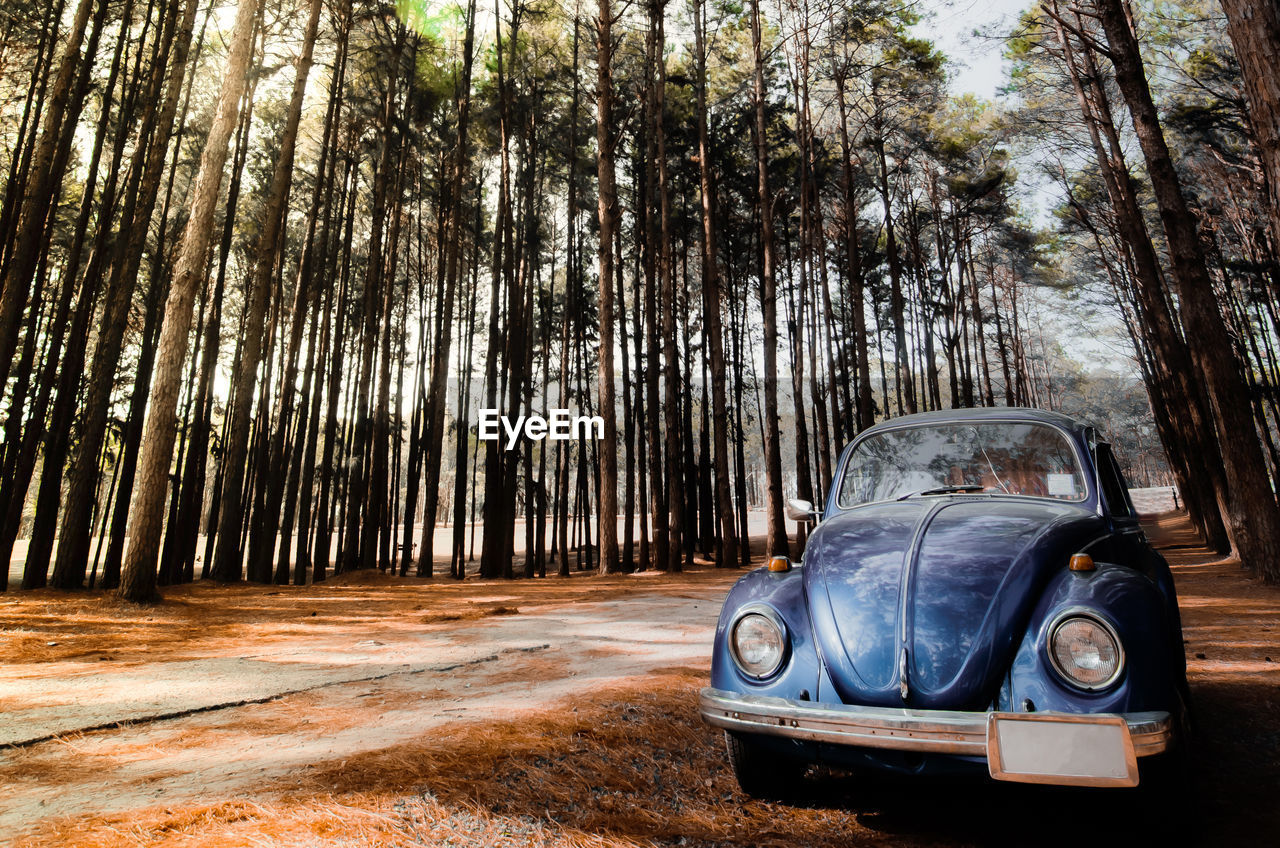 VINTAGE CAR ON TREE TRUNK