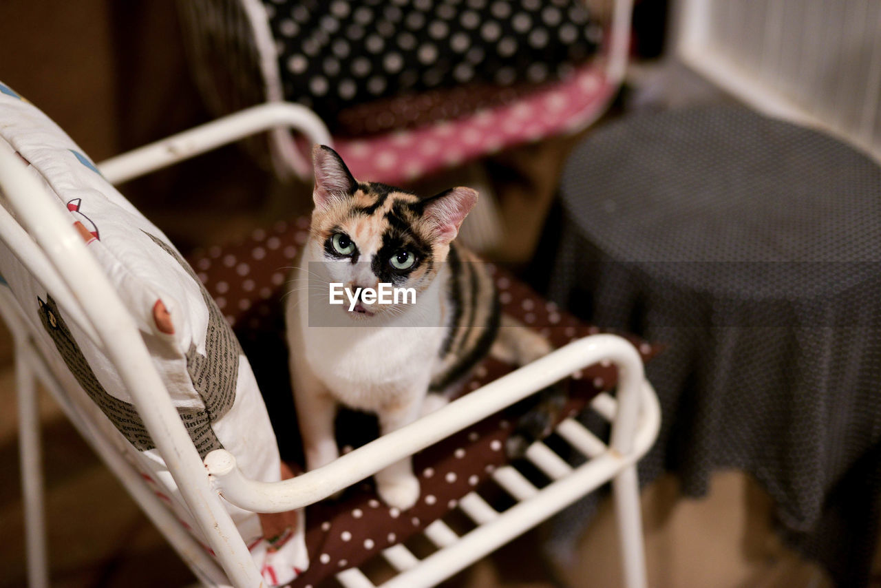 High angle view of portrait of cat relaxing on chair at home