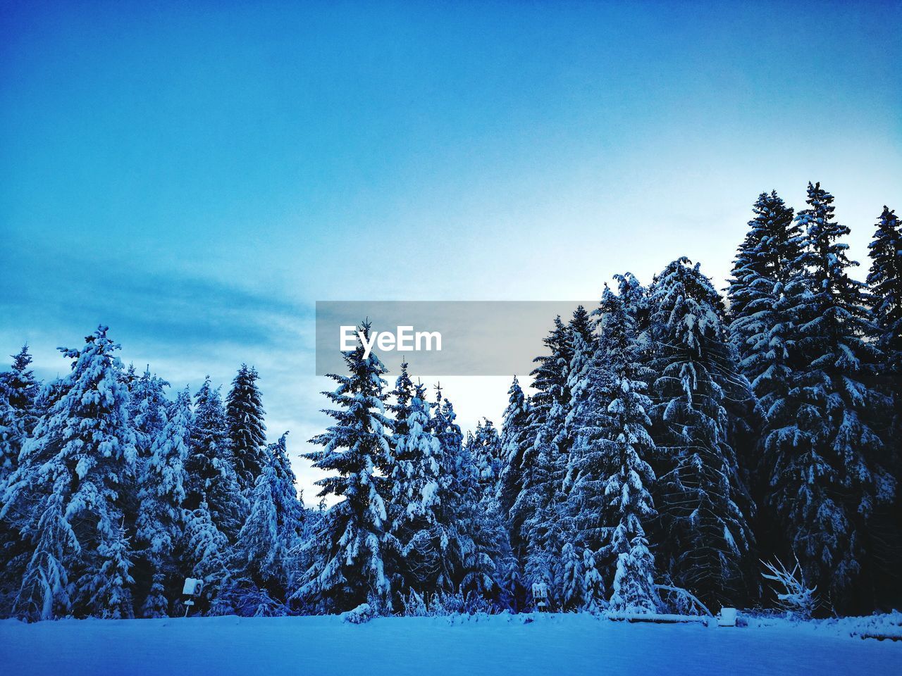 SNOW COVERED TREES AGAINST BLUE SKY