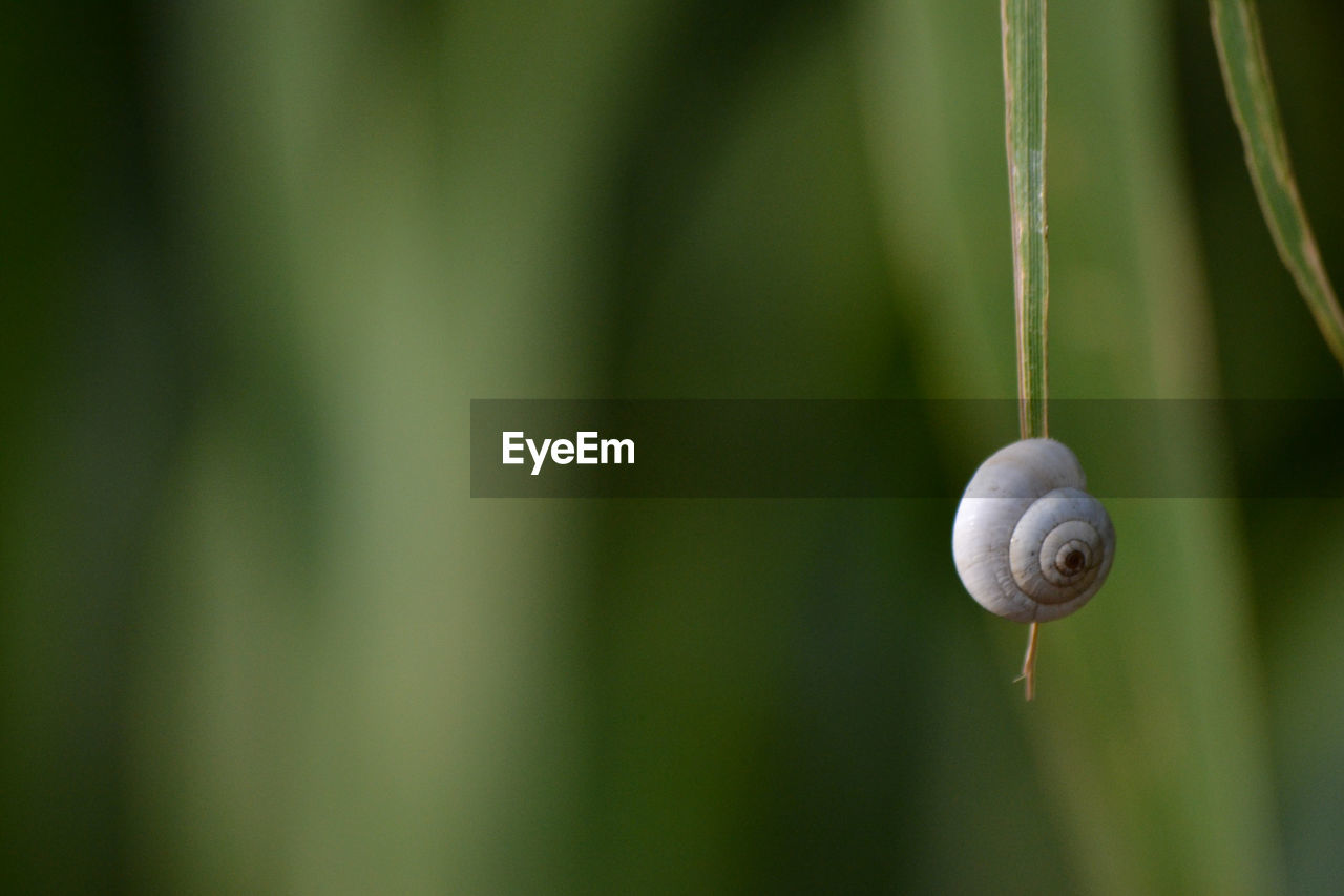 Close-up of snail on plant