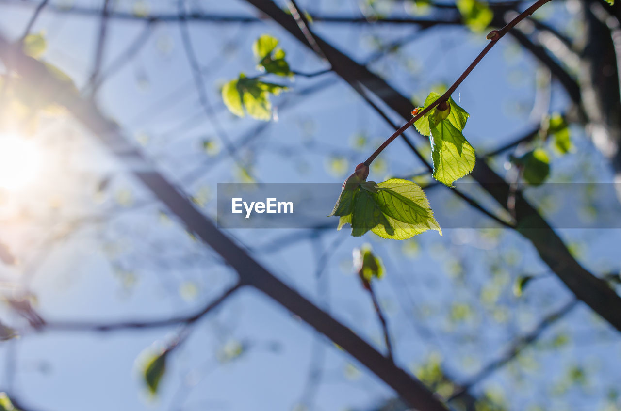 Low angle view of cherry blossoms in spring