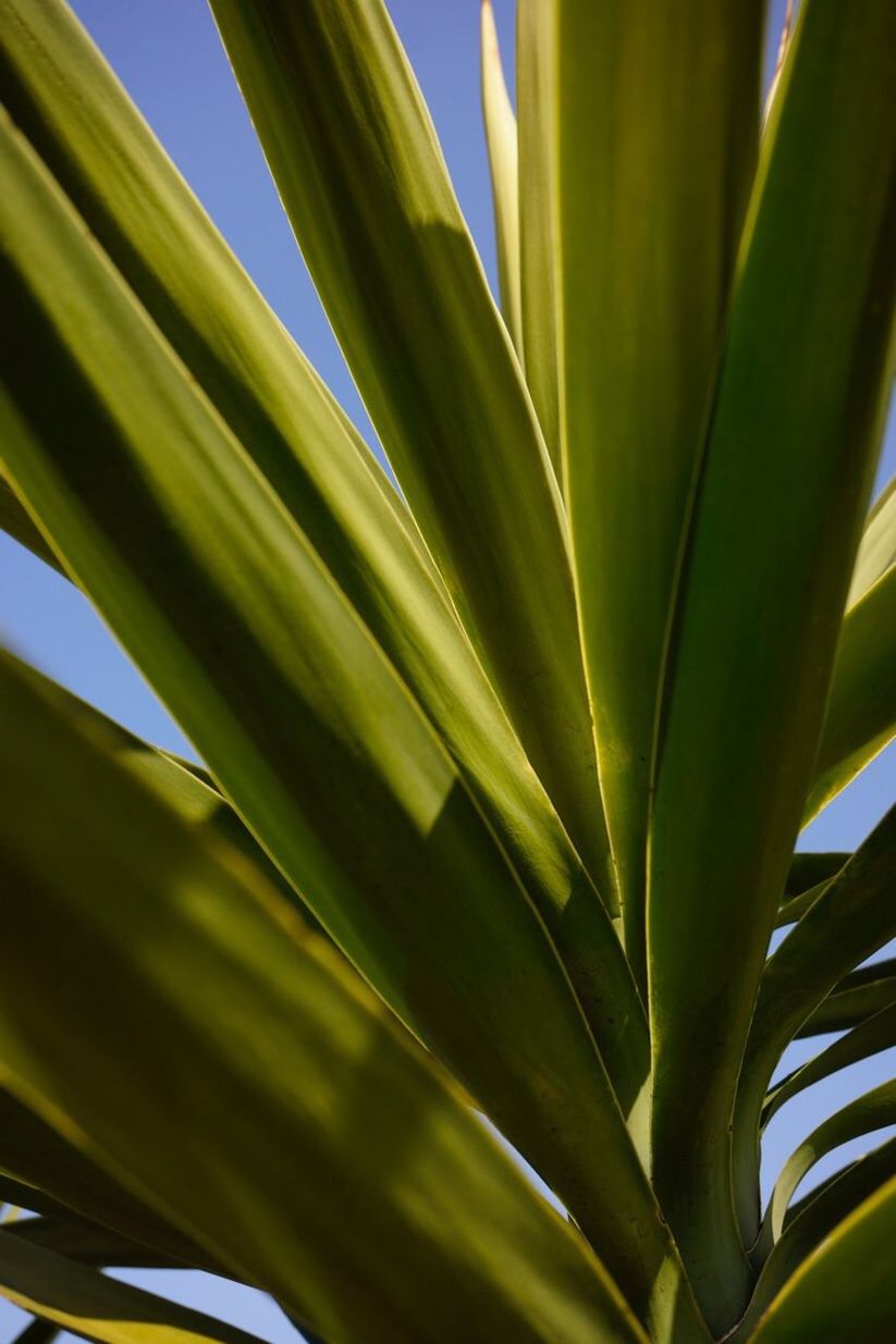 CLOSE-UP OF PLANT