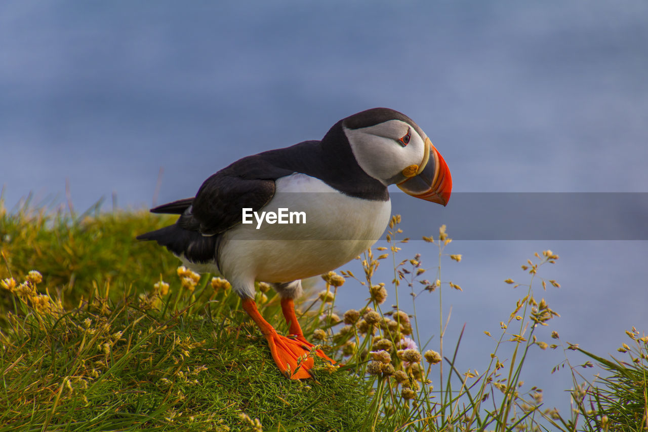 Close-up of a bird on grass