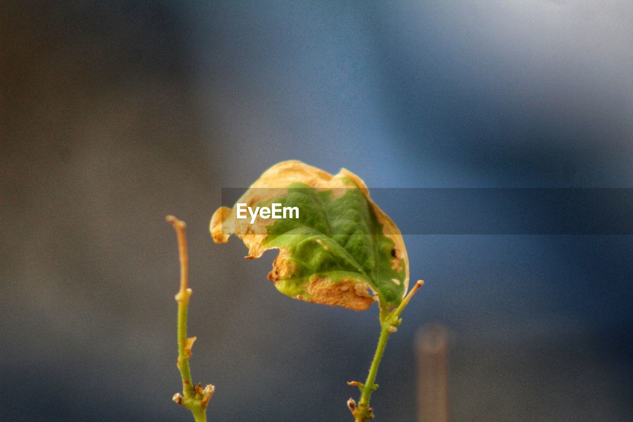 CLOSE-UP OF GREEN PLANT