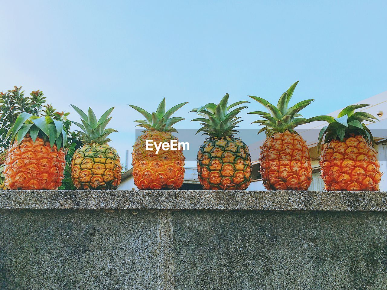 Low angle view of pumpkins on retaining wall against sky