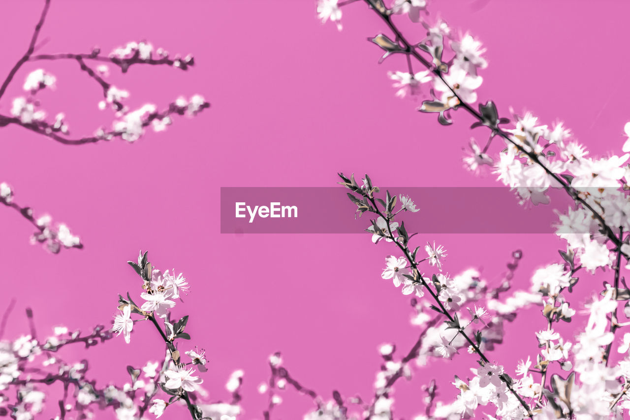 low angle view of cherry blossoms