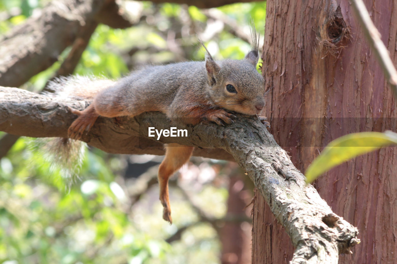 Close-up of a squirrel on branch