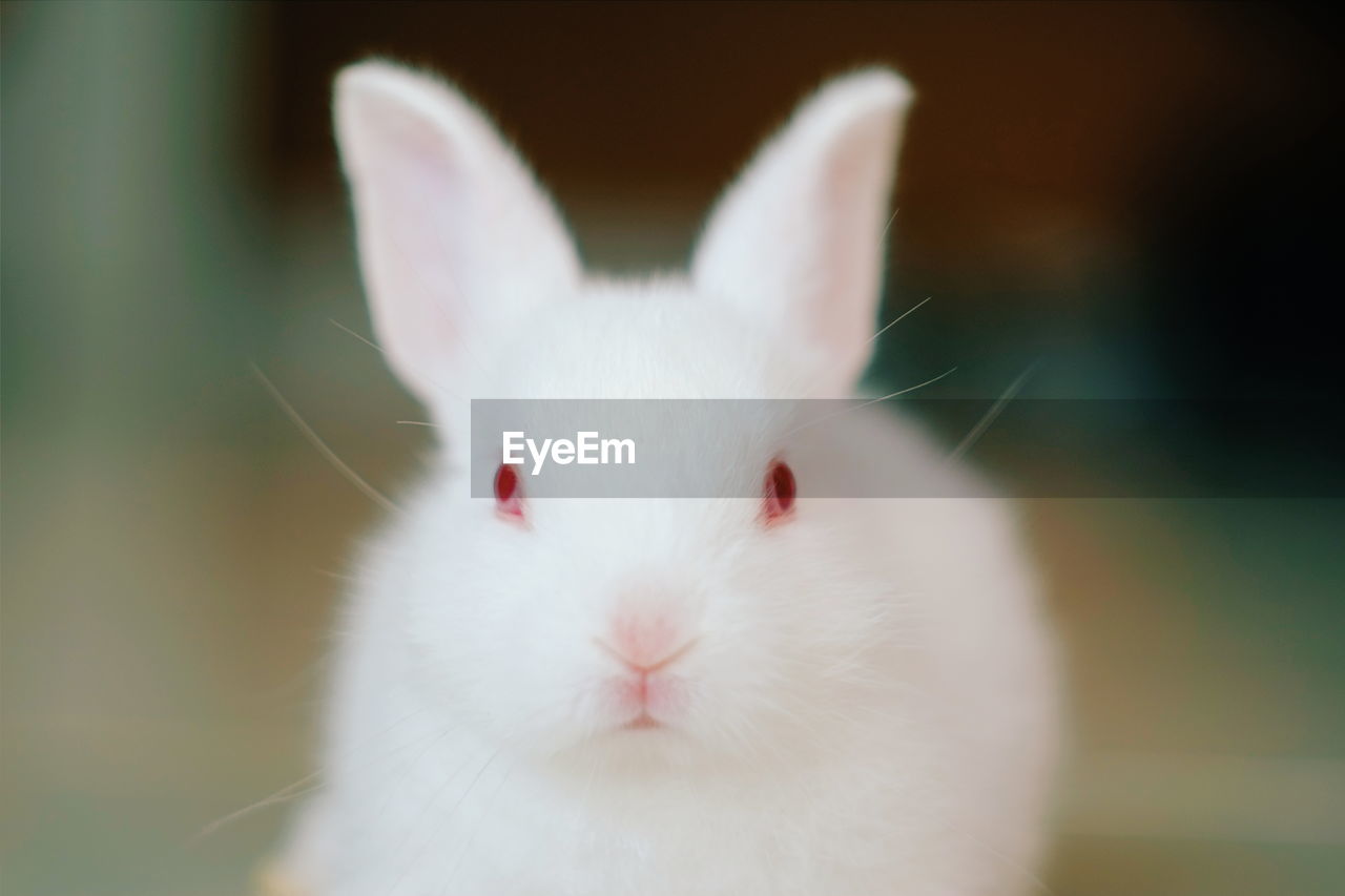 Close-up portrait of white rabbit