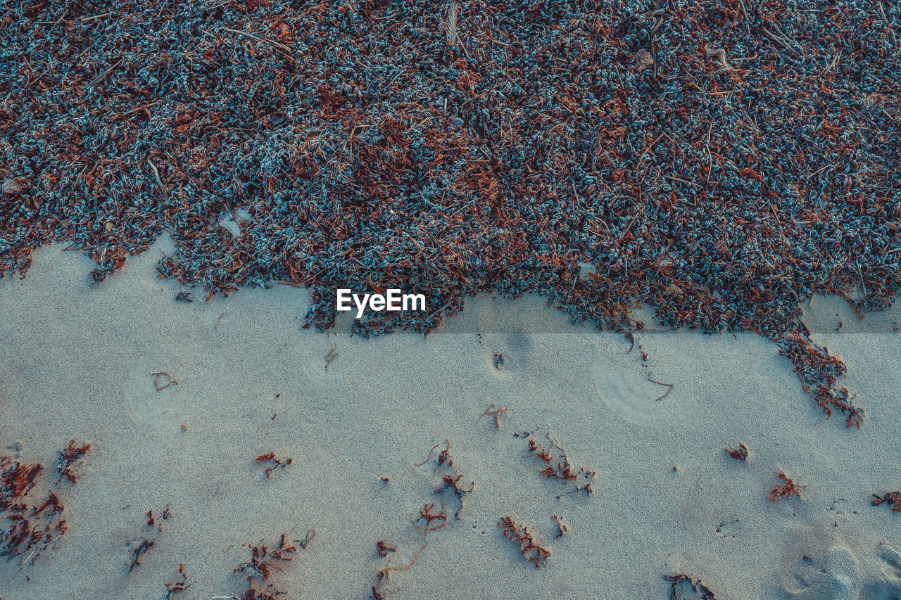 High angle view of dry seaweed on beach