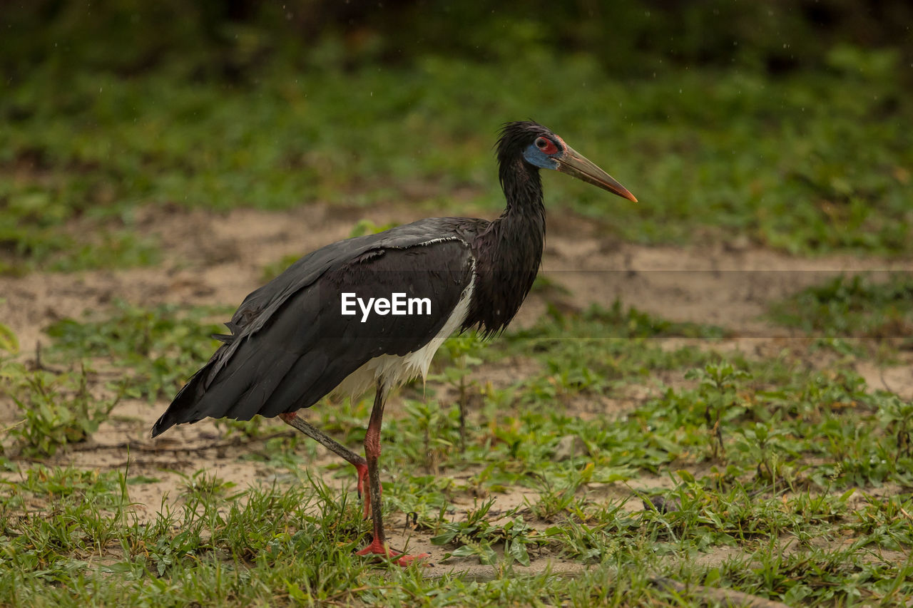 BIRD ON A FIELD