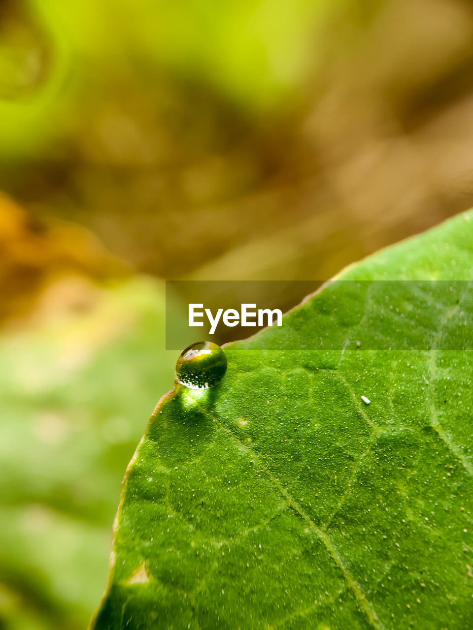 Close-up of dew drop on leaf