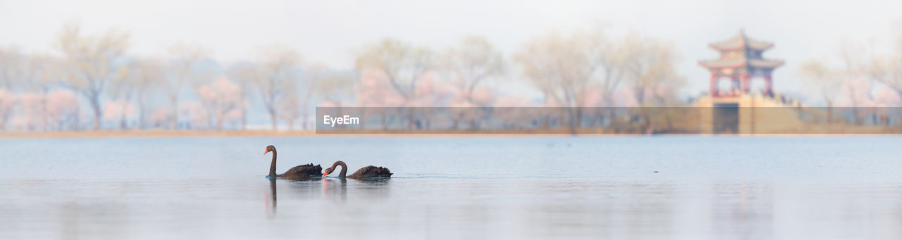 Panoramic view of black swan swimming in lake