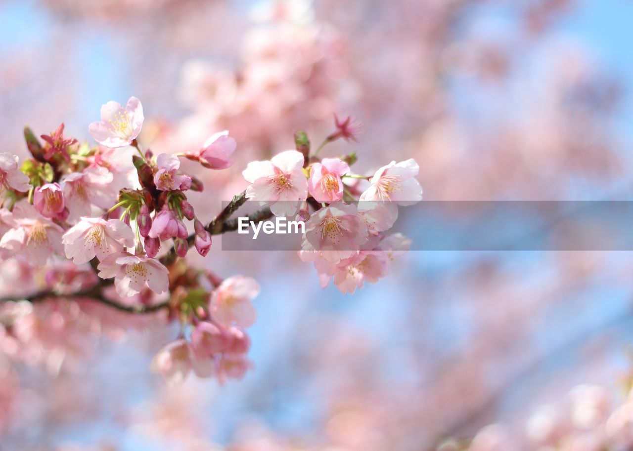 Close-up of cherry blossoms in spring