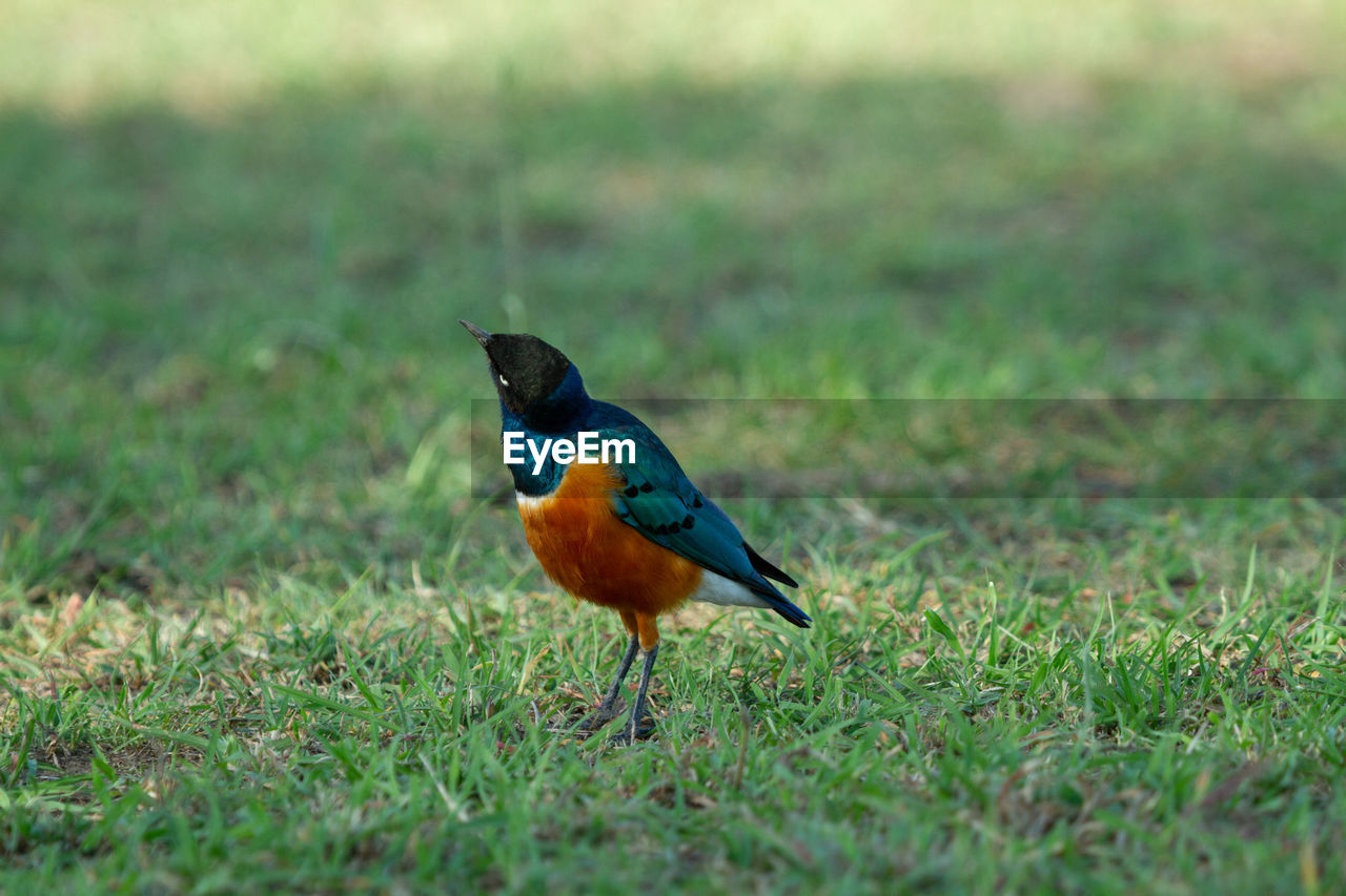 Close-up of colorful superb starling bird in the grass