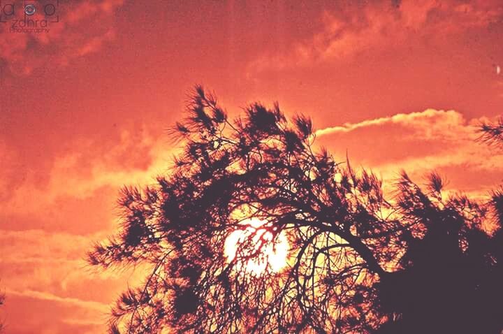 LOW ANGLE VIEW OF SILHOUETTE TREES AGAINST SKY