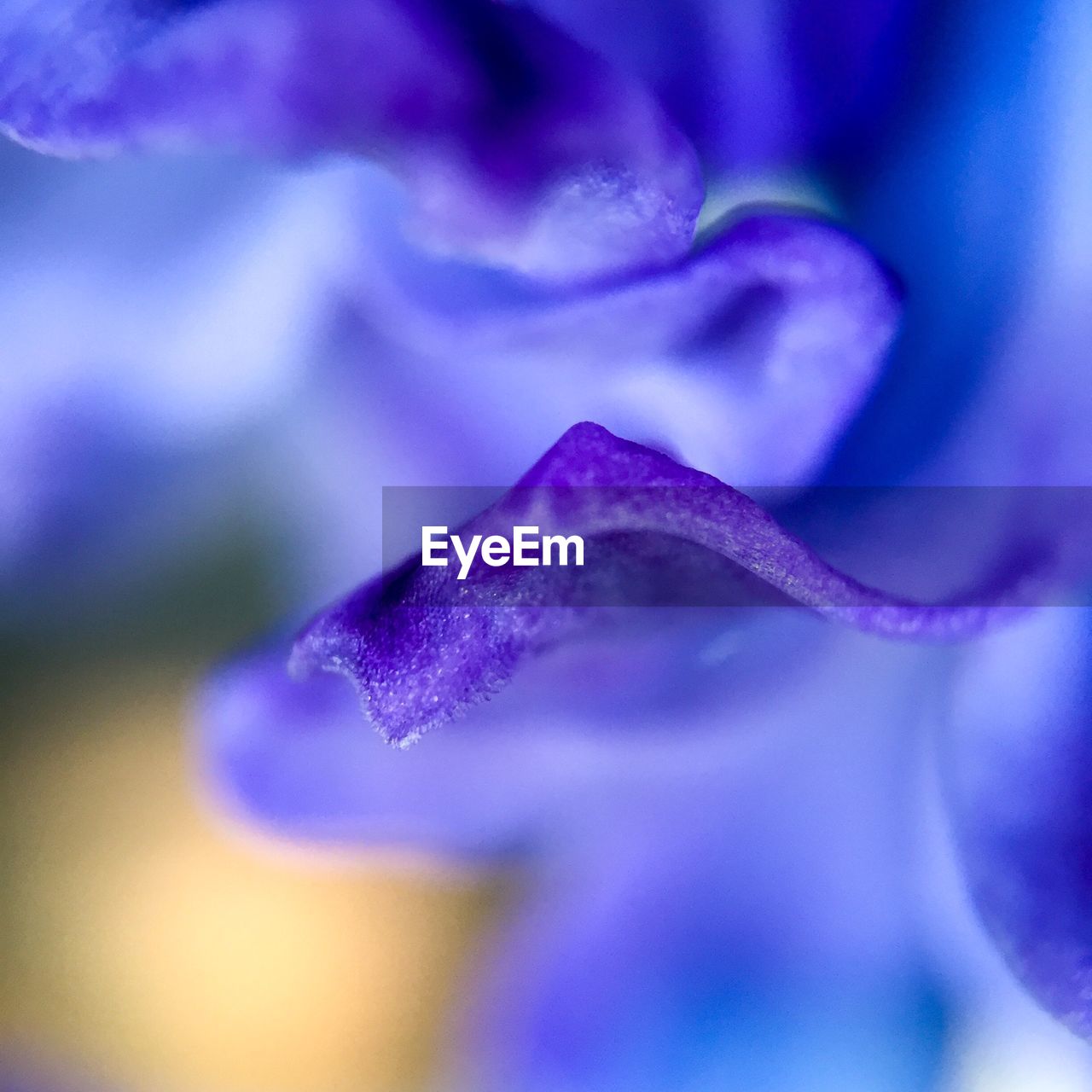 Macro shot of purple flower