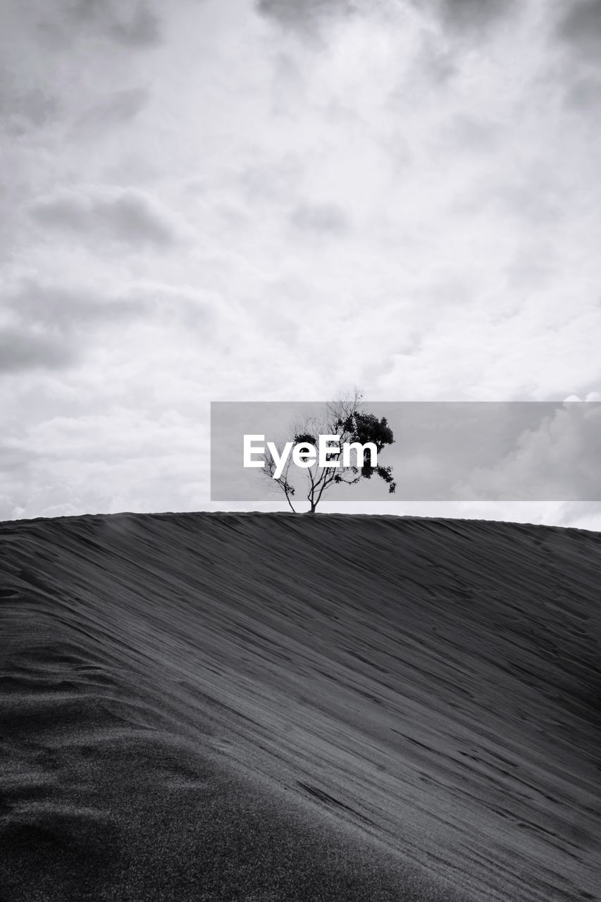 Tree on sand in desert against sky