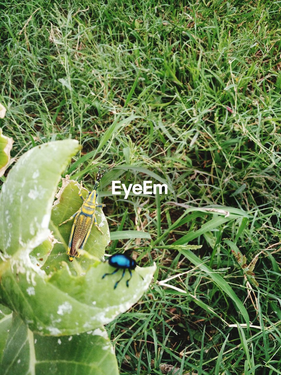 CLOSE-UP OF INSECT ON PLANT