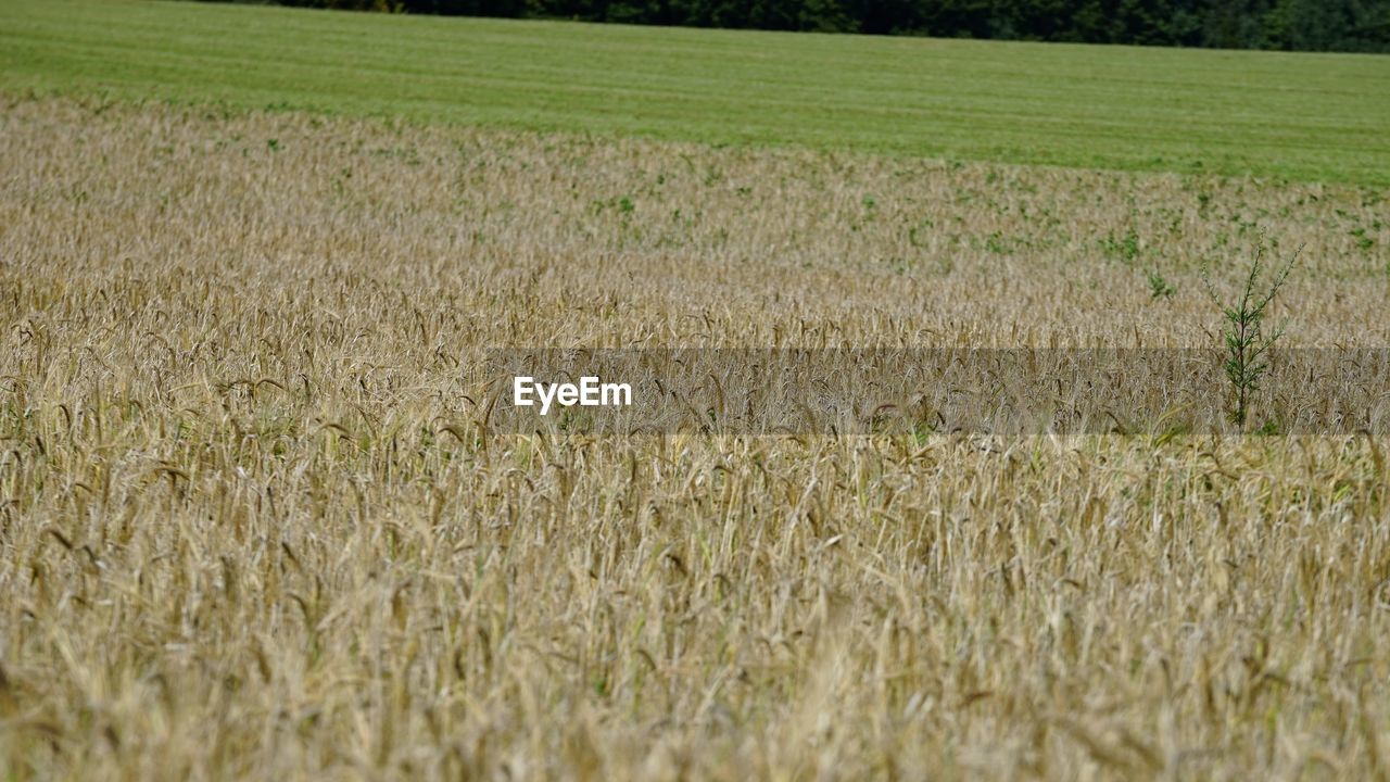 Scenic view of wheat field