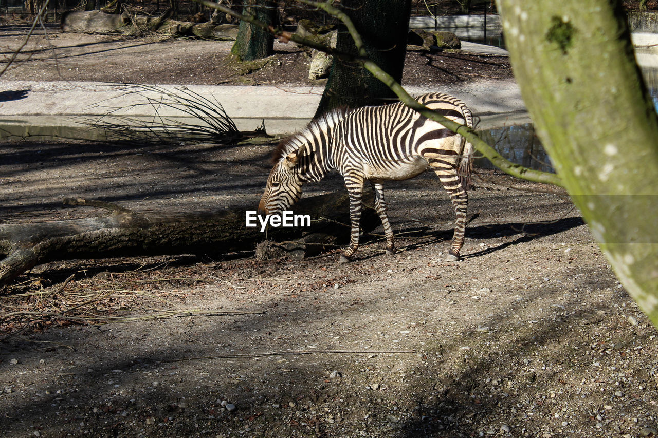 Zebras standing at zoo