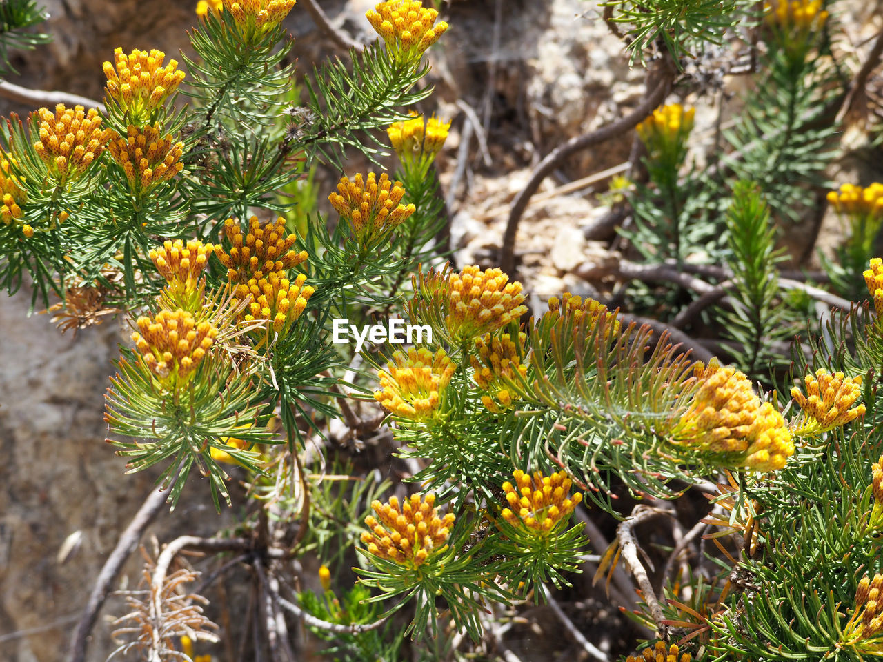 Close-up of honey bee on plant