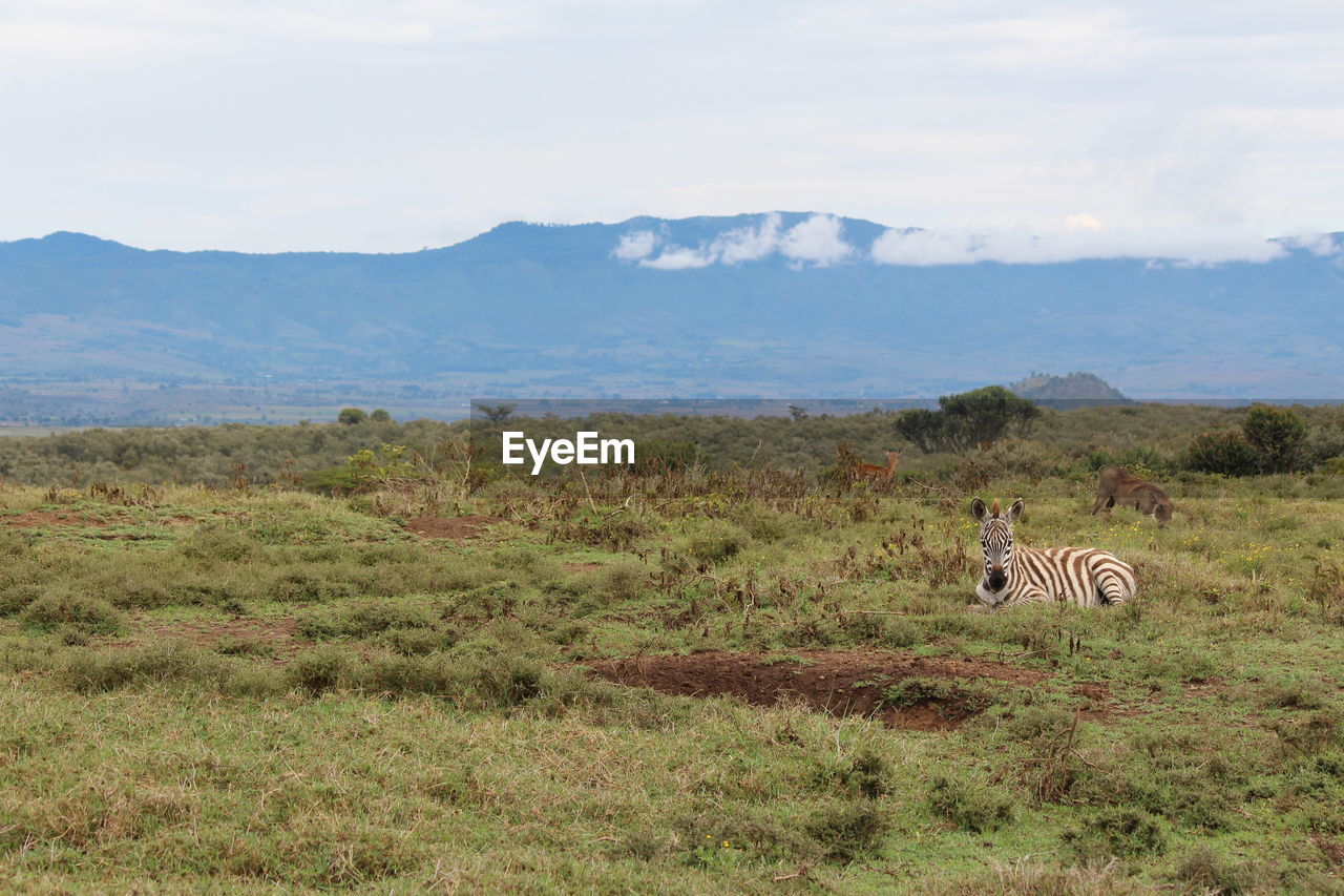 Great scenery of savannah in kenya