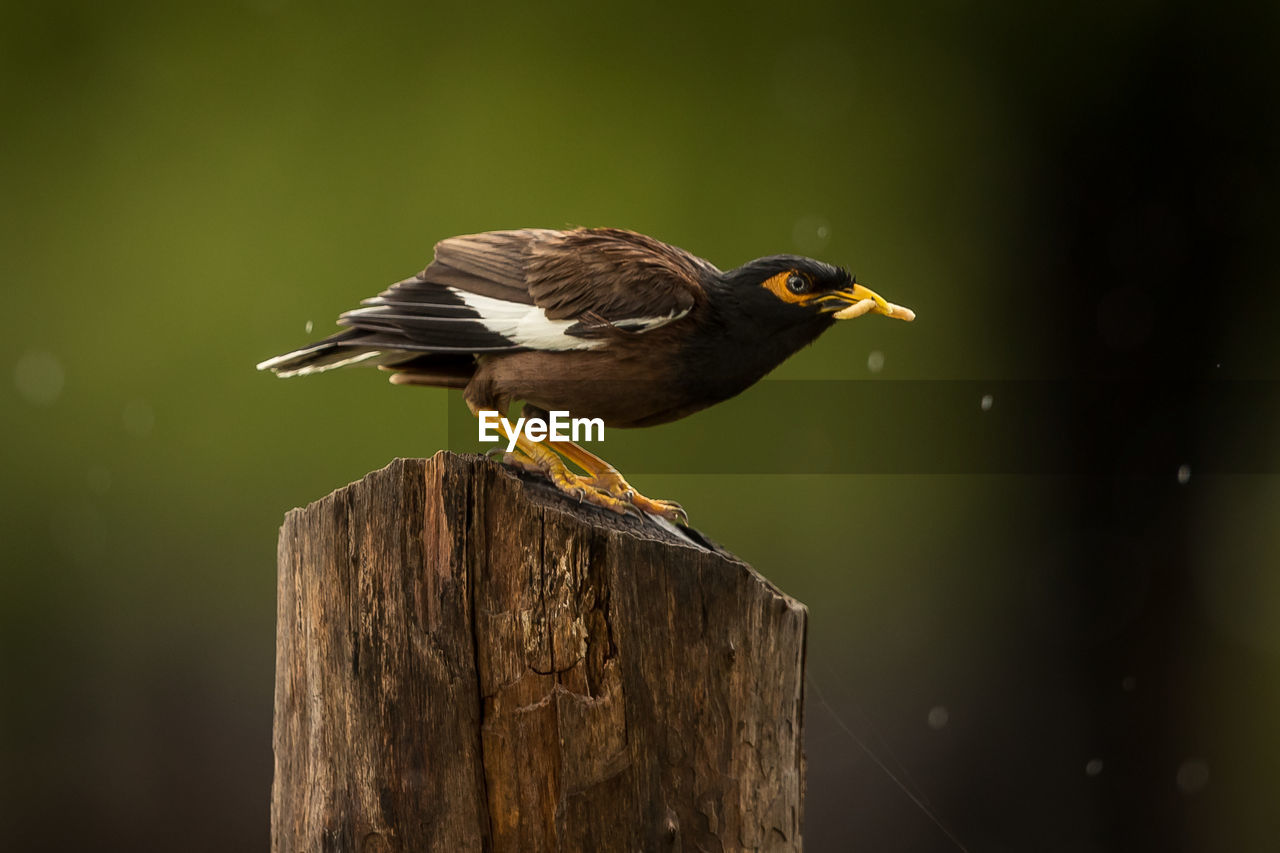 Close-up of maina on wooden post