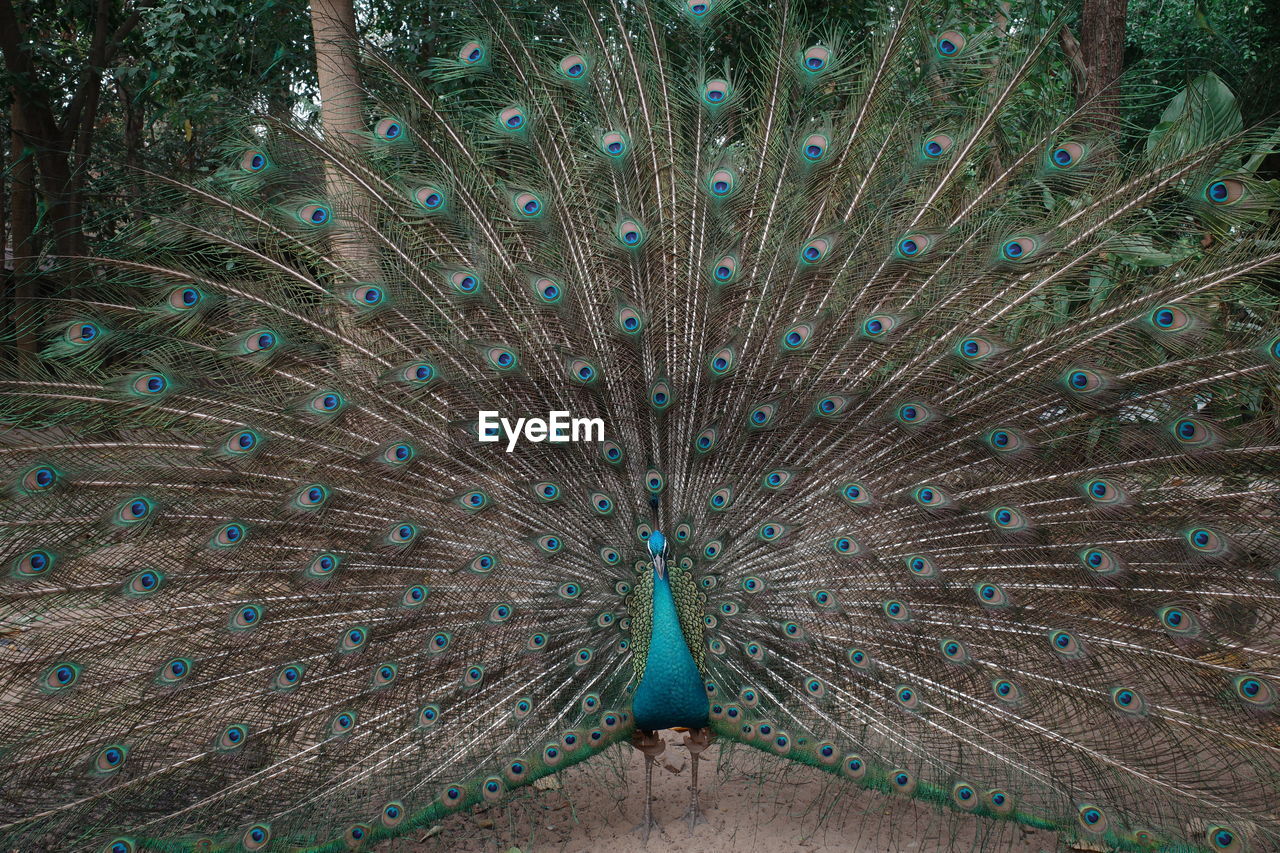 peacock, peacock feather, fanned out, bird, animal themes, animal, feather, animal wildlife, one animal, wildlife, showing off, showing, beauty in nature, multi colored, blue, dancing, nature, animal behavior, day, spreading, fashion accessory, flying, vanity, pattern, tail, outdoors, elegance, spread wings, wing, animal body part, green, close-up, front view