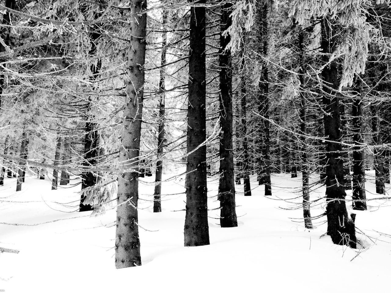 Trees on snow covered landscape