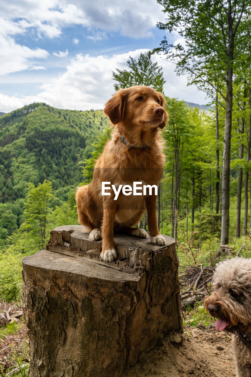 portrait of dog standing on rock