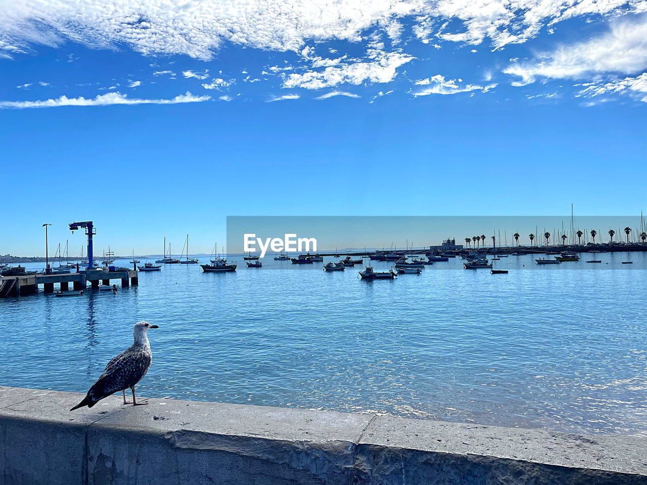 water, bird, sea, animal themes, animal, wildlife, ocean, animal wildlife, sky, shore, nature, beauty in nature, reflection, beach, horizon, no people, coast, day, nautical vessel, scenics - nature, transportation, blue, pier, wave, perching, architecture, seagull, outdoors, travel destinations, winter, tranquility, bay, cloud, one animal, land, harbor, tranquil scene, sunlight, built structure, travel, morning