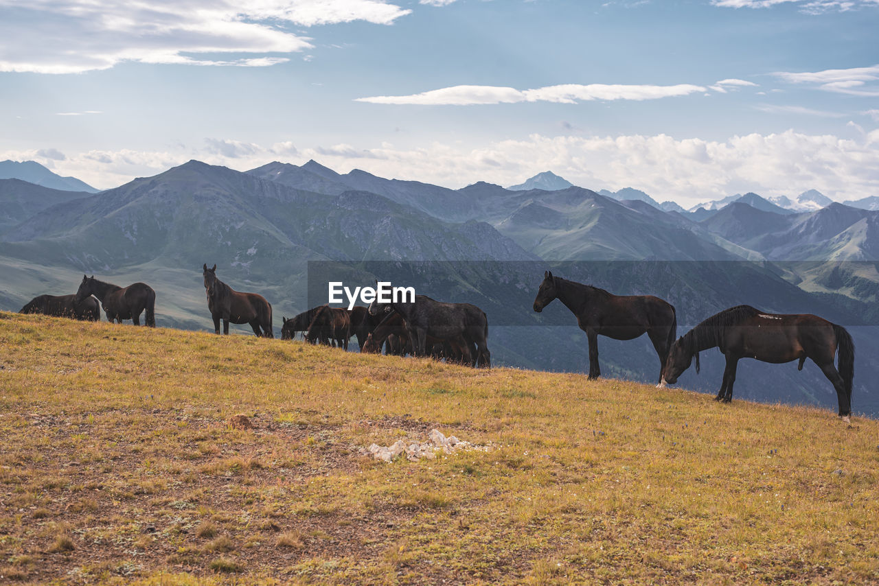 mountain, landscape, animal, mammal, animal themes, wilderness, environment, mountain range, scenics - nature, animal wildlife, domestic animals, nature, sky, group of animals, land, beauty in nature, grassland, livestock, no people, cloud, plateau, steppe, wildlife, horse, natural environment, pasture, agriculture, travel, field, outdoors, travel destinations, rural scene, grass, snow, day, plain, valley, winter, tranquil scene, tranquility, herd, grazing