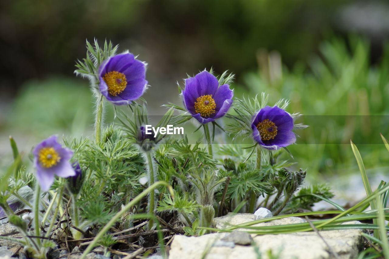 Close-up of purple flowering plants on field