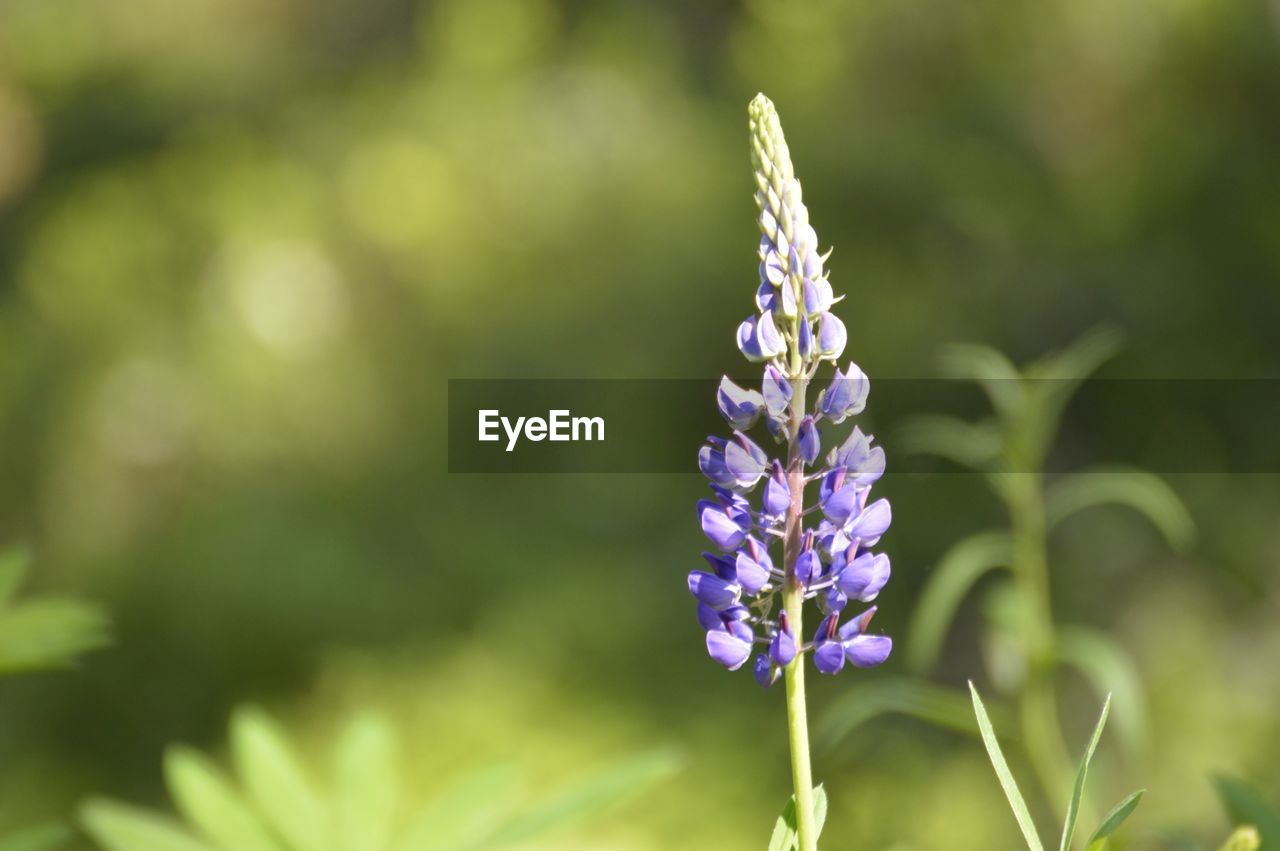 Close-up of purple flowering plant on field